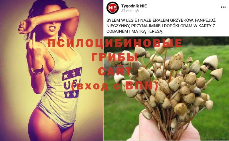 Галлюциногенные грибы MAGIC MUSHROOMS  хочу наркоту  Змеиногорск 